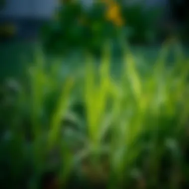 Magnificent Effective Strategies for Eradicating Crabgrass Magnificent Effective Strategies for Eradicating Crabgrass