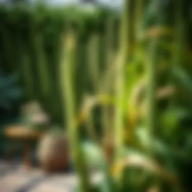 Magnificent Exploring Tall Bushy Plants: A Comprehensive Guide Magnificent Exploring Tall Bushy Plants: A Comprehensive Guide