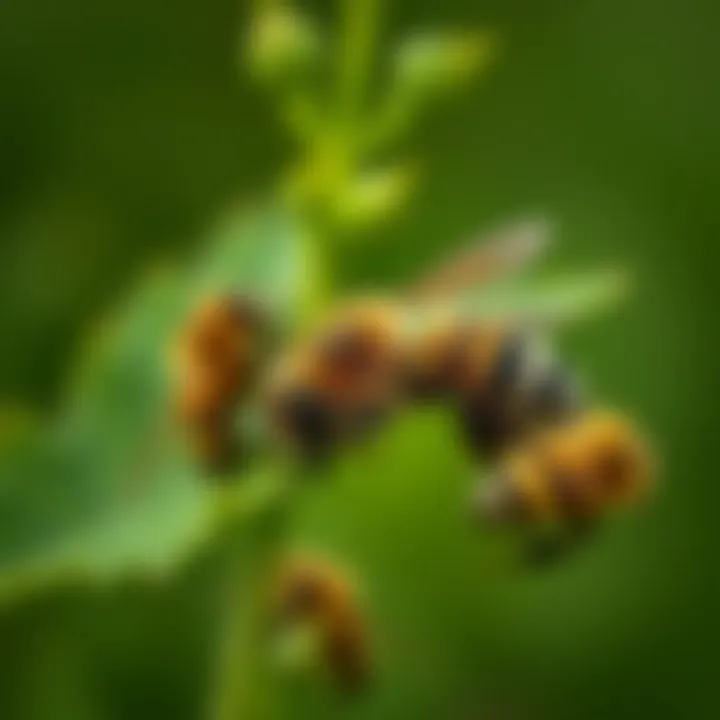 Magnificent Understanding Carpenter Bees Swarming: Behavior, Impact, and Management