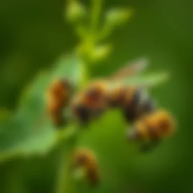Magnificent Understanding Carpenter Bees Swarming: Behavior, Impact, and Management Magnificent Understanding Carpenter Bees Swarming: Behavior, Impact, and Management