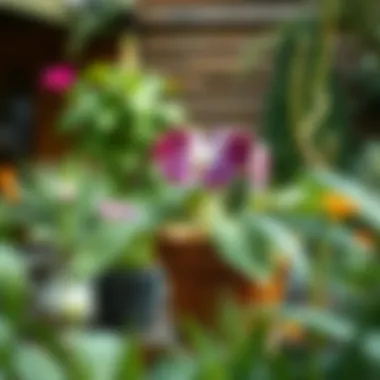 Magnificent What to Plant in Your Home Garden: A Comprehensive Guide Magnificent What to Plant in Your Home Garden: A Comprehensive Guide