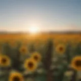 Lush sunflower field basking in sunlight