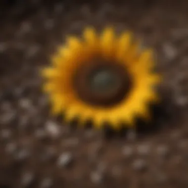 Sunflower Seeds in Soil Close-up of sunflower seeds in rich soil