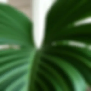 Monstera Deliciosa Leaves The striking leaves of a Monstera Deliciosa showcasing its unique splits