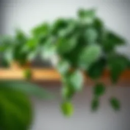 Lush green foliage of a Pothos plant elegantly cascading from a shelf