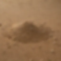 A close-up view of all-purpose sand showcasing its texture and granularity.