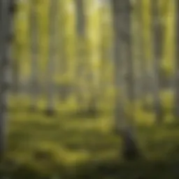 Close-up of a thriving aspen sapling in a lush environment