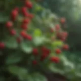 Vibrant berry plants thriving in an Illinois garden