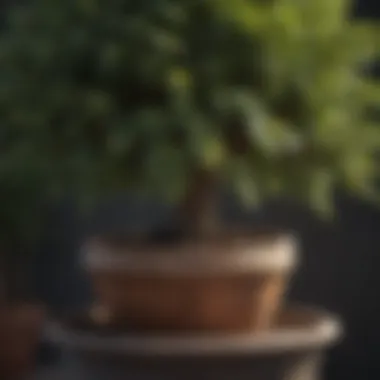 Close-up of a tree in a decorative pot