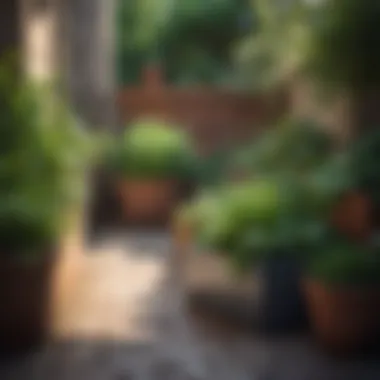 Compact Herb Garden Herbs thriving in a compact patio garden