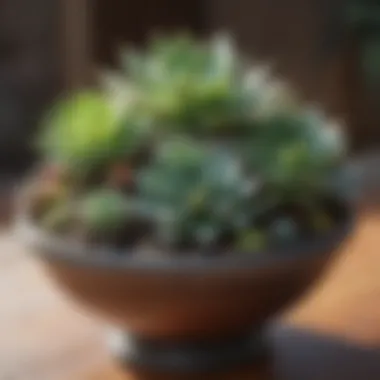 Decorative Succulent Arrangement Aesthetic arrangement of succulents in decorative pots