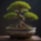 Elegant bonsai tree in a traditional pot showcasing intricate leaf patterns