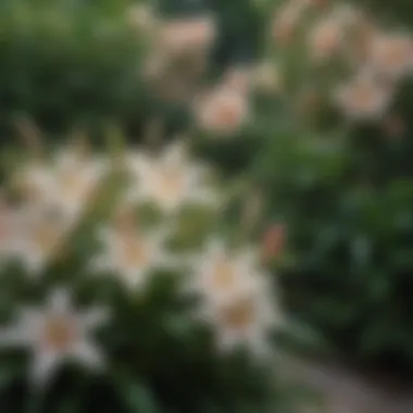 Lush garden filled with blooming oriental lilies