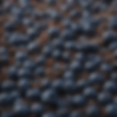 Close-up of blueberry seeds showcasing their unique texture