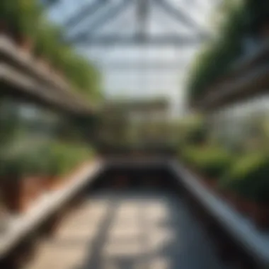 Organized plants on greenhouse shelving