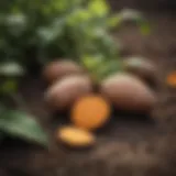 Vibrant sweet potato slips ready for planting