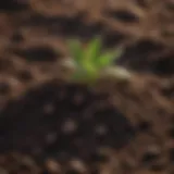 Close-up of rich, dark soil with organic matter.