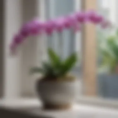 Elegant Orchid Bloom Close-up of a blooming orchid in a stylish pot placed on a windowsill.