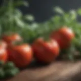 Tomato plants surrounded by beneficial herbs