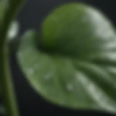 Close-up of lily leaves with water droplets