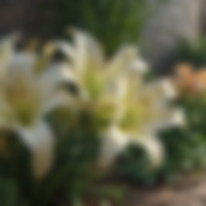 Seasonal care tips for lilies in a flowerbed