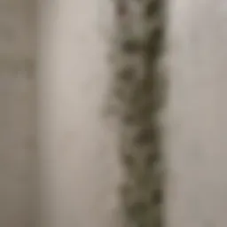 Close-up of moldy bathroom drywall