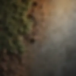 A close-up of mold growth on a wall, highlighting its texture and color variations.