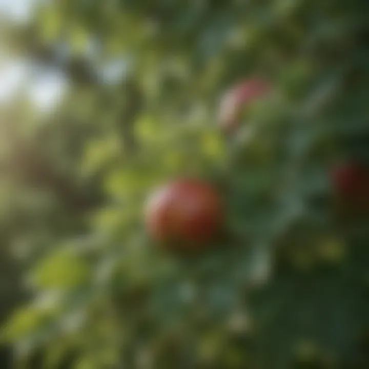 Close-up of healthy apple tree leaves