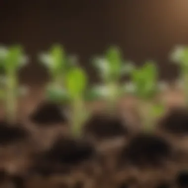 A close-up of healthy seedlings emerging from soil