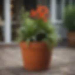 Vibrant spring flower containers showcasing diverse plant combinations