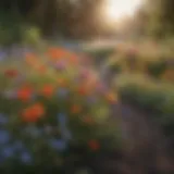 Colorful wildflower garden in full bloom