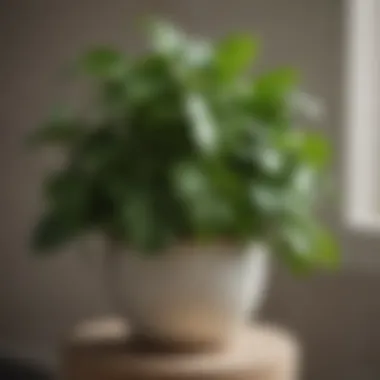 Close-up of a lush green pothos plant cascading from a decorative pot