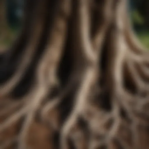 Close-up of tree roots showing intricate system