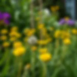 A lush garden overrun by vibrant yellow dandelions