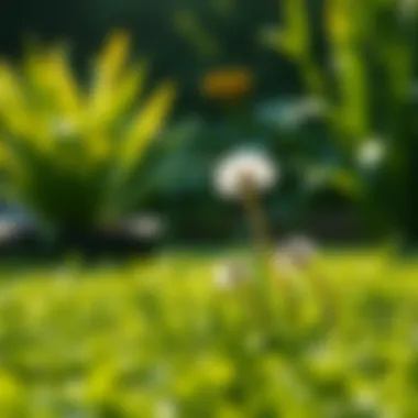 Applying Natural Herbicide A natural herbicide being applied to a lawn