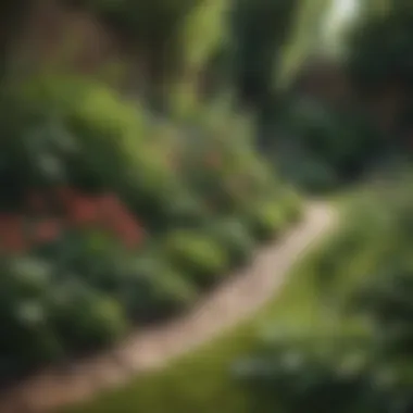 A lush garden free from invasive sticker weeds