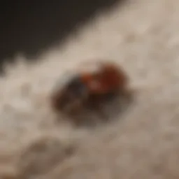 Close-up of a carpet beetle larvae on fabric