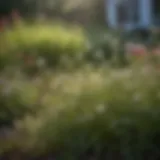 A close-up of stubborn weeds among blooming flowers in a garden