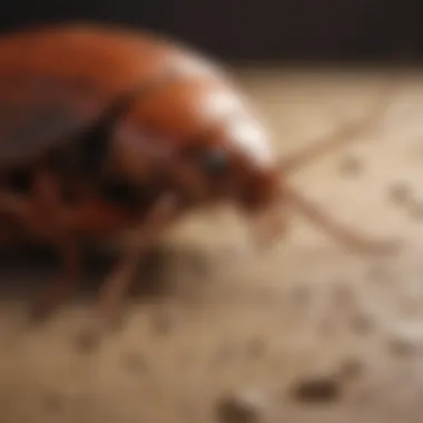 A close-up of a cockroach in its natural environment