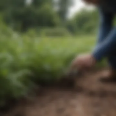 A close-up of a gardener's hand pulling out weeds from a flower bed, demonstrating manual removal techniques.