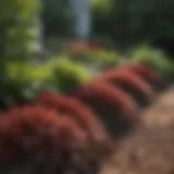 A lush garden bed showcasing healthy plants surrounded by mulch to prevent weed growth.