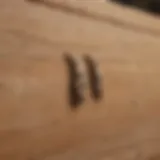 Close-up of wood moth larvae damaging wooden furniture