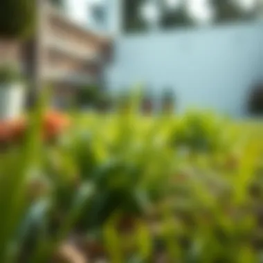 Effective Strategies for Eradicating Crabgrass Introduction Effective Strategies for Eradicating Crabgrass Introduction