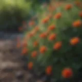 Vibrant flower bed with weeds visibly intertwined