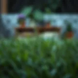 Effective Strategies for Quick Grass Growth Introduction