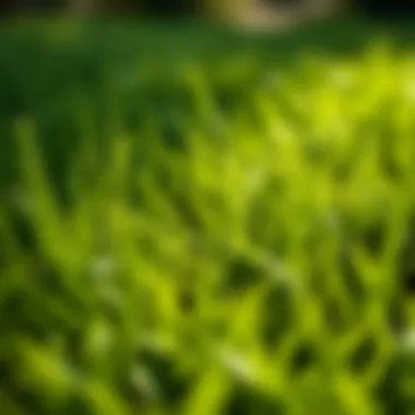 Notable Effective Strategies for Quick Grass Growth Notable Effective Strategies for Quick Grass Growth