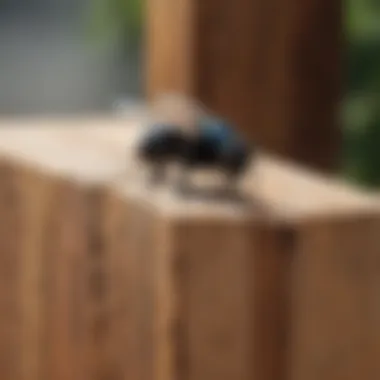 Close-up of carpenter bee entering a wooden structure