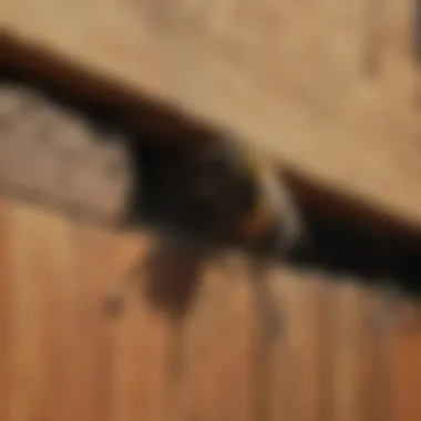 Damage caused by carpenter bees on wooden surfaces