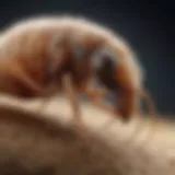 A close-up of a flea on a pet's fur