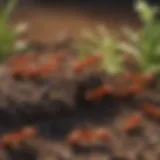 Close-up view of fire ants on a mound